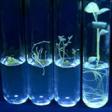 PowerPoint breeding, genetic engineering