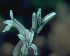Research of plant taxonomy