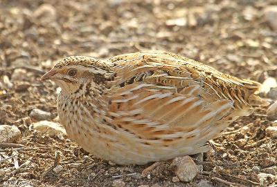 دانلود مقاله کارآفرینی مزرعه پرورش بلدرچین - طرح توجیهی Entrepreneurship quail farm