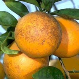 تحقیق اختلالات فیزیولوژیک در میوه مرکبات