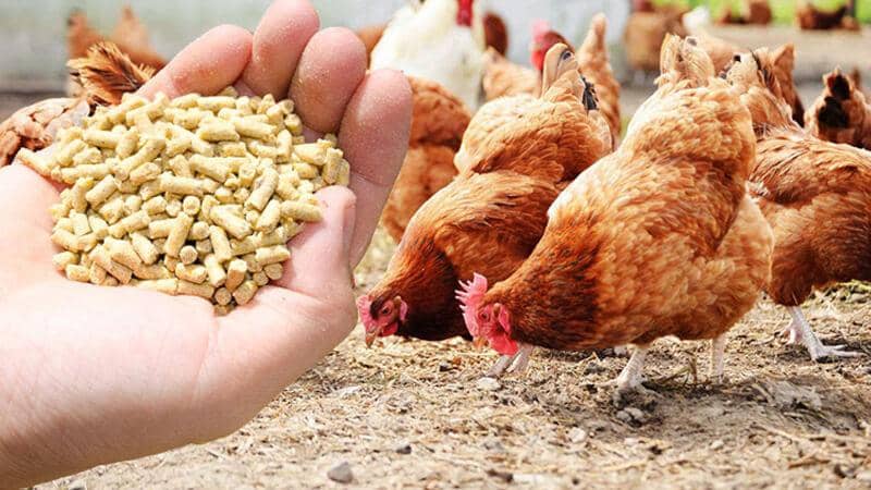 پاورپوینت تغذیه طیور